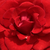 Czerwony  - Róże rabatowe floribunda - Hansestadt Lübeck®